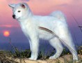 /album/akita-inu/akita-inu-4-jpg/